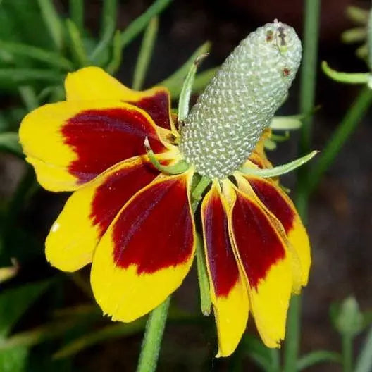 Coneflower Seeds 500 Pack - Mexican Hat Wildflower, Non-GMO Perennial, Pollinator Friendly, Ratibida columnifera
