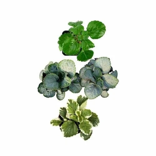 Plectranthus Swedish Ivy Starter Plants - Assorted Varieties in 4-Inch Pots - Easy Care Indoor House Plants