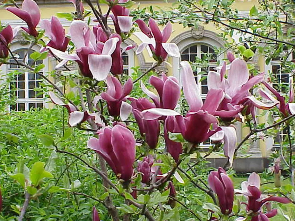 Jane Magnolia Tree Live Plant 6-12" Fragrant Blooms Magnolia x 'Jane' in 2.5" Pot - Elegant Garden Accent Plant