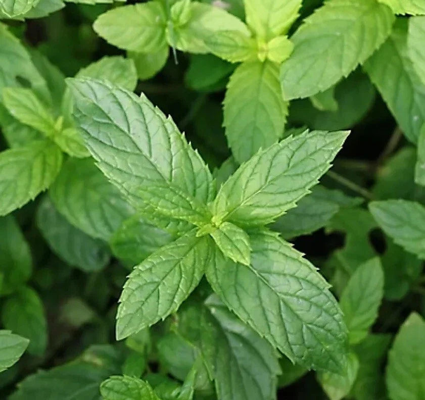 Peppermint Seeds 500+ Non-GMO Aromatic Mentha × piperita for Culinary Use, Easy to Grow, Perennial Herb