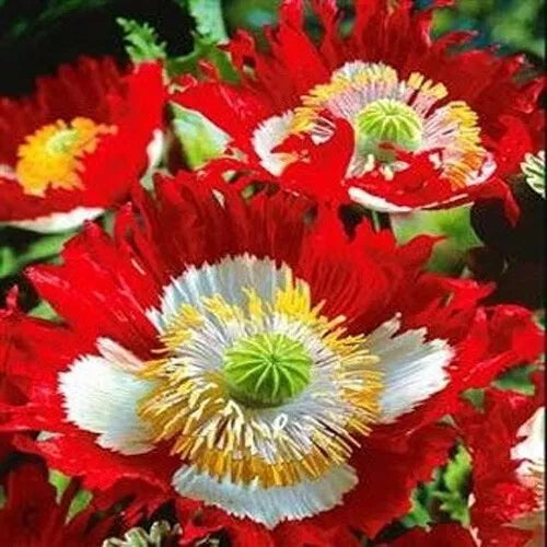Poppy Seeds - 1000 Non-GMO Danish Flag Red & White Cross - Papaver Rhoeas - Attract Pollinators for Vibrant Gardens