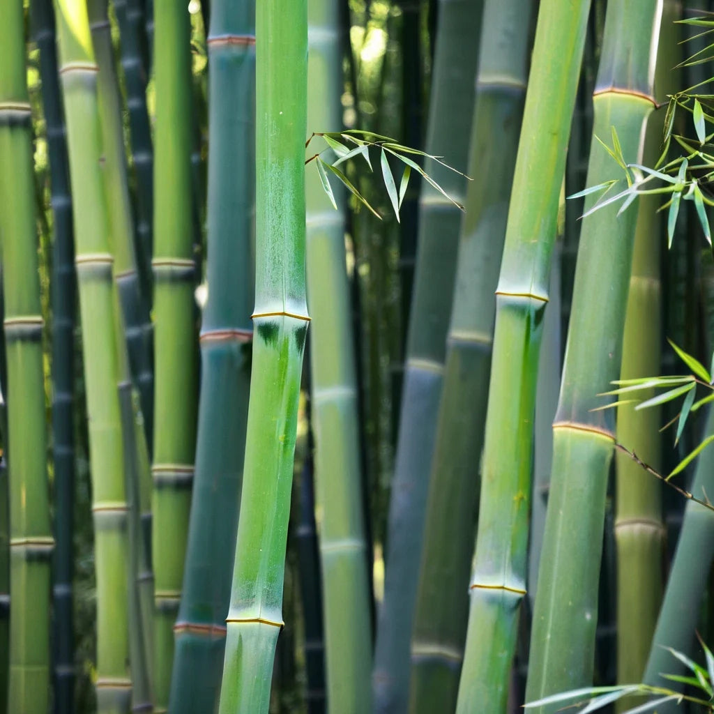 50 Bamboo Seeds - Wong Chuck Clumping Privacy Plant (Bambusa vulgaris) - Fast-Growing Shade Screen for Garden