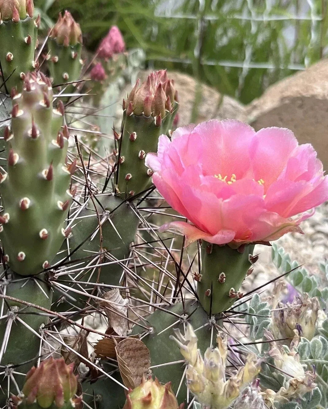 Prickly Pear Cactus Cutting - Coral Rose - Cold Hardy Opuntia debreczyi - Succulent for Gardens and Landscapes
