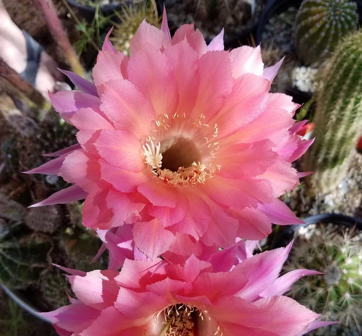 Echinopsis Hybrid Blooming Cactus Rooted Offset - Ben Hur Variety - Unique Succulent Plant for Home Decor - Echinopsis spp.
