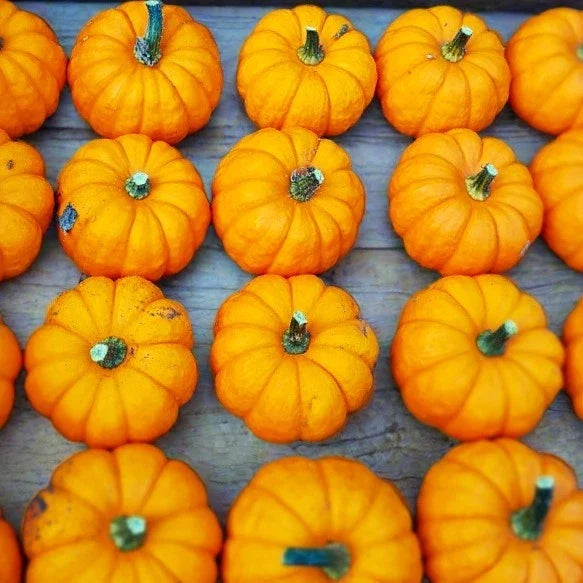 Munchkin Pumpkin Seeds - Mini Jack Be Little Ribbed - Cucurbita pepo - 25 Non-GMO Seeds for Easy Fall Gardening