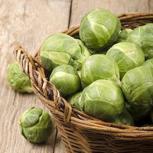 Brussels Sprouts Seeds - 500+ Count - Catskill Variety - Brassica oleracea var. gemmifera - Non-GMO, USA Grown