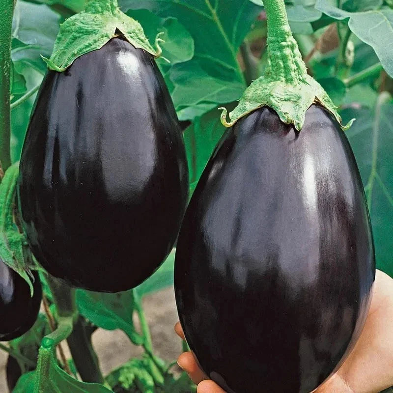 Black Beauty Eggplant Seeds - 200+ Organic Heirloom Non-GMO - Solanum melongena - Ideal for Home Gardening and Urban Farming