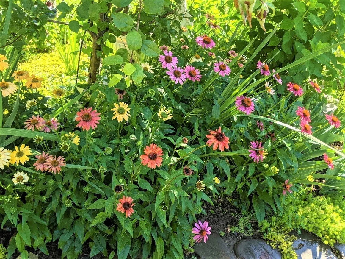 Echinacea Coneflower Plants 10-Pack Cheyenne Spirit Perennials Echinacea purpurea 'Cheyenne Spirit' Vibrant Colors Easy Care