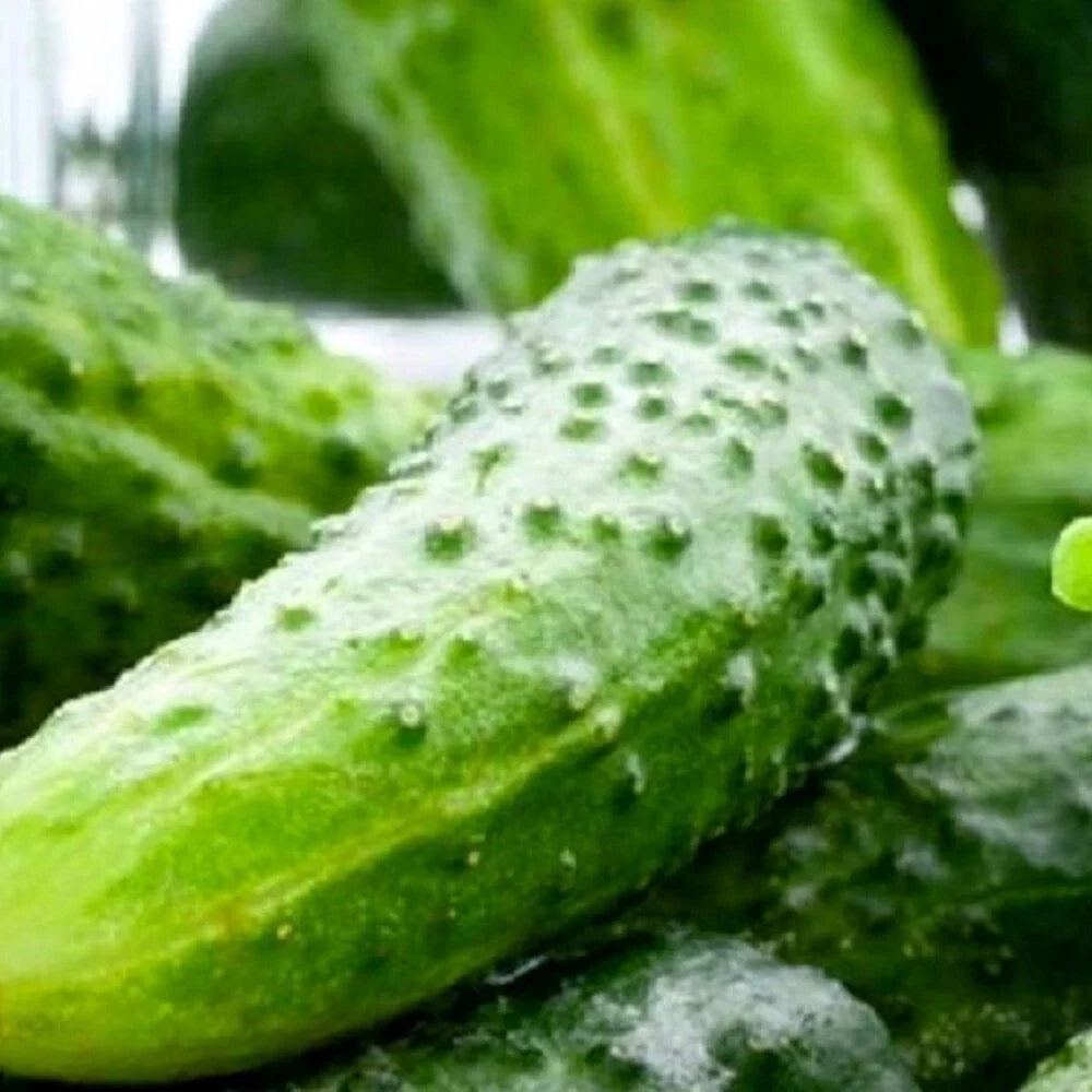 Boston Pickling Cucumber Seeds | NON-GMO Heirloom | Cucumis sativus | Vegetable Garden Seeds for Home Gardening