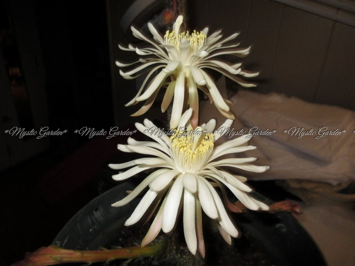 Peniocereus greggii Cactus Plant - 4 Rooted Stems - Rare Queen of the Night - Unique Desert Decor for Home & Garden