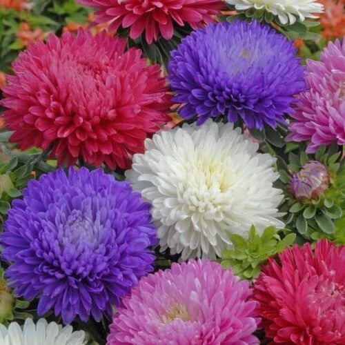 Ostrich Feather Aster Seeds Mix | Colorful Flower Seeds | Aster spp. | Attracts Butterflies | Non-GMO