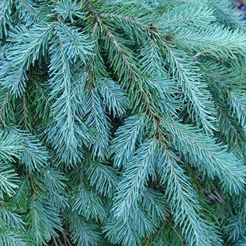 Blue Douglas Fir Seeds, 20 Pack, Evergreen Tree Seeds, Pseudotsuga menziesii var. glauca, Vibrant Blue-Green Foliage