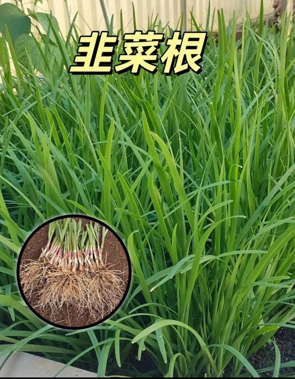 Garlic Chives Plant - 100 Bare Root Stalks - Allium Tuberosum - Culinary Herb for Fresh Leek Flavors