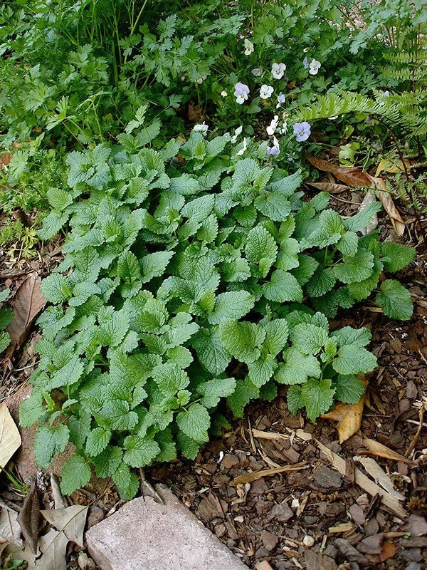 Lemon Balm Live Plant - 10 Well-Rooted Fresh Herbs - Melissa officinalis - Ideal for Culinary Use & Tea