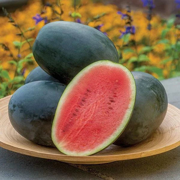 Little Darling Watermelon Seeds - 50 Pack - Citrullus lanatus - USA Grown Non-GMO for Home Garden Planting