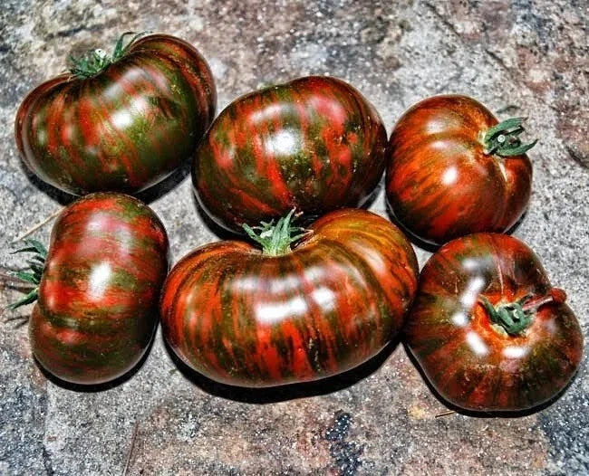 Chocolate Stripe Tomato Seeds - Heirloom Non-GMO Rare Variety - 10+ Seeds - Solanum lycopersicum for Home Gardening