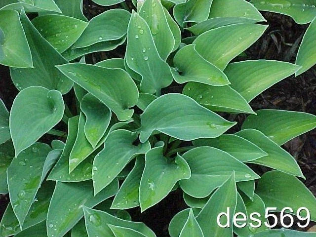 Dwarf Hosta Plants 10 Pack - Blue Cadet - Award Winning Hosta - Hosta 'Blue Cadet' - Live Perennials for Garden or Landscape