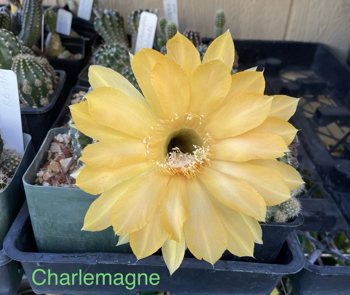 Echinopsis Schick Hybrids Cactus Plant - Rooted Succulent - Charlemagne - Echinopsis spp. - Colorful Blooms, Easy Care