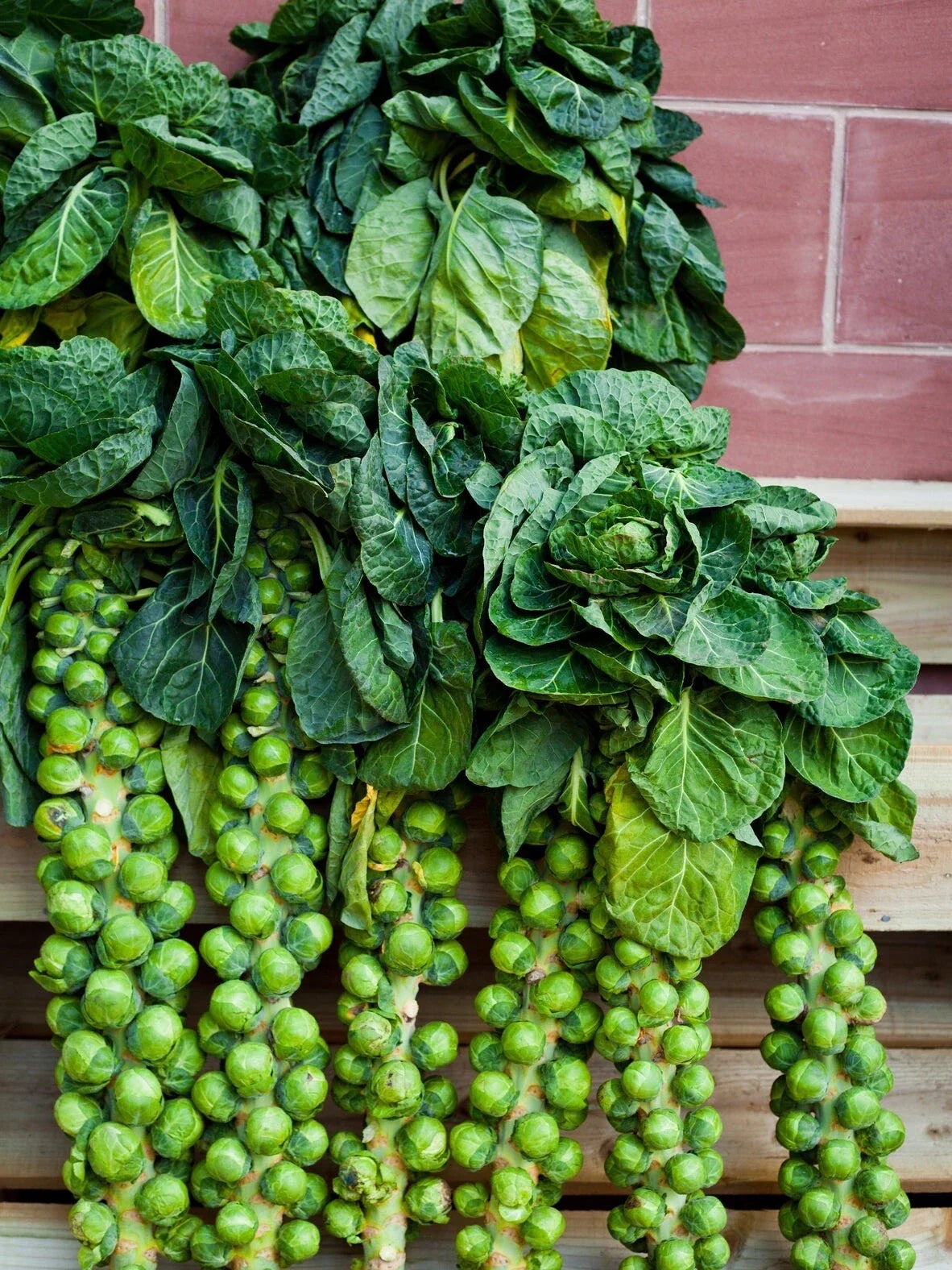 Brussels Sprouts Seeds - 200+ Non-GMO Heirloom Long Island Variety - Brassica oleracea - Organic Home Garden Planting