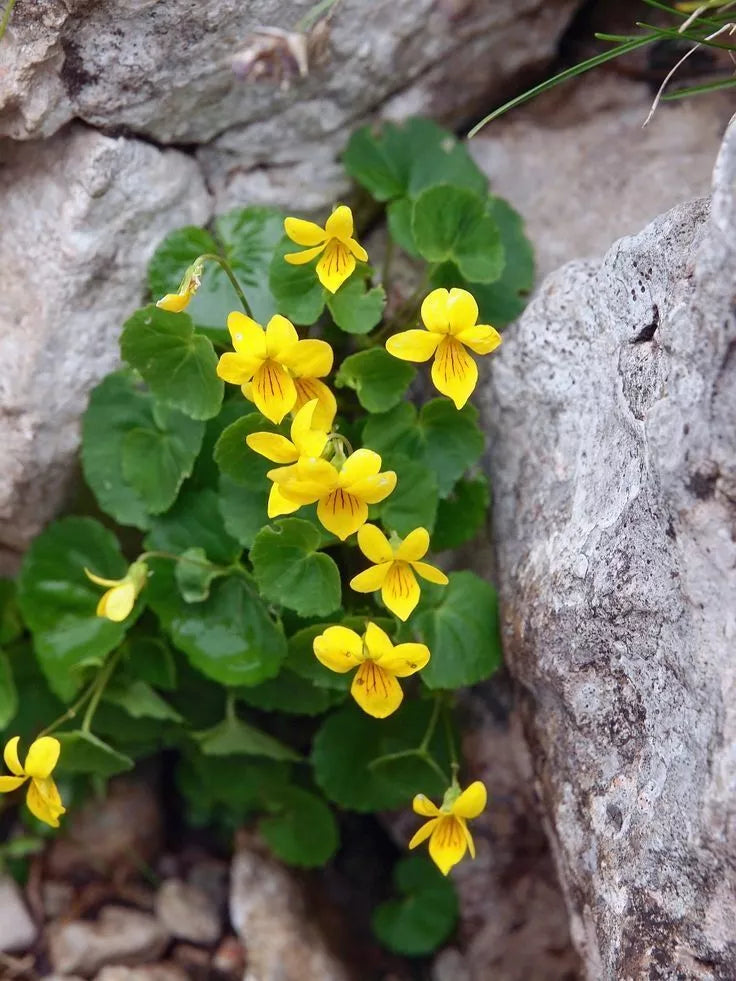 Yellow Violets Bare-root Plants | Viola Rotundifolia | Native Perennial Ground Cover | Attracts Pollinators & Easy to Grow