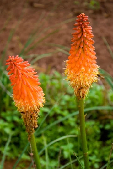 Red Hot Poker Plant Bareroots 6 Pack - Vibrant Kniphofia uvaria Perennial Flowers for Garden or Landscape
