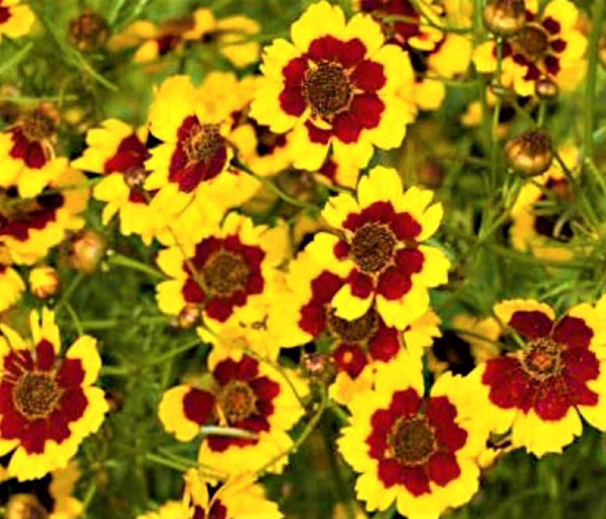 Coreopsis Seeds - 300+ Non-GMO Plains Coreopsis - Yellow Flowers - Coreopsis tinctoria - Ideal for Pollinators & Gardens
