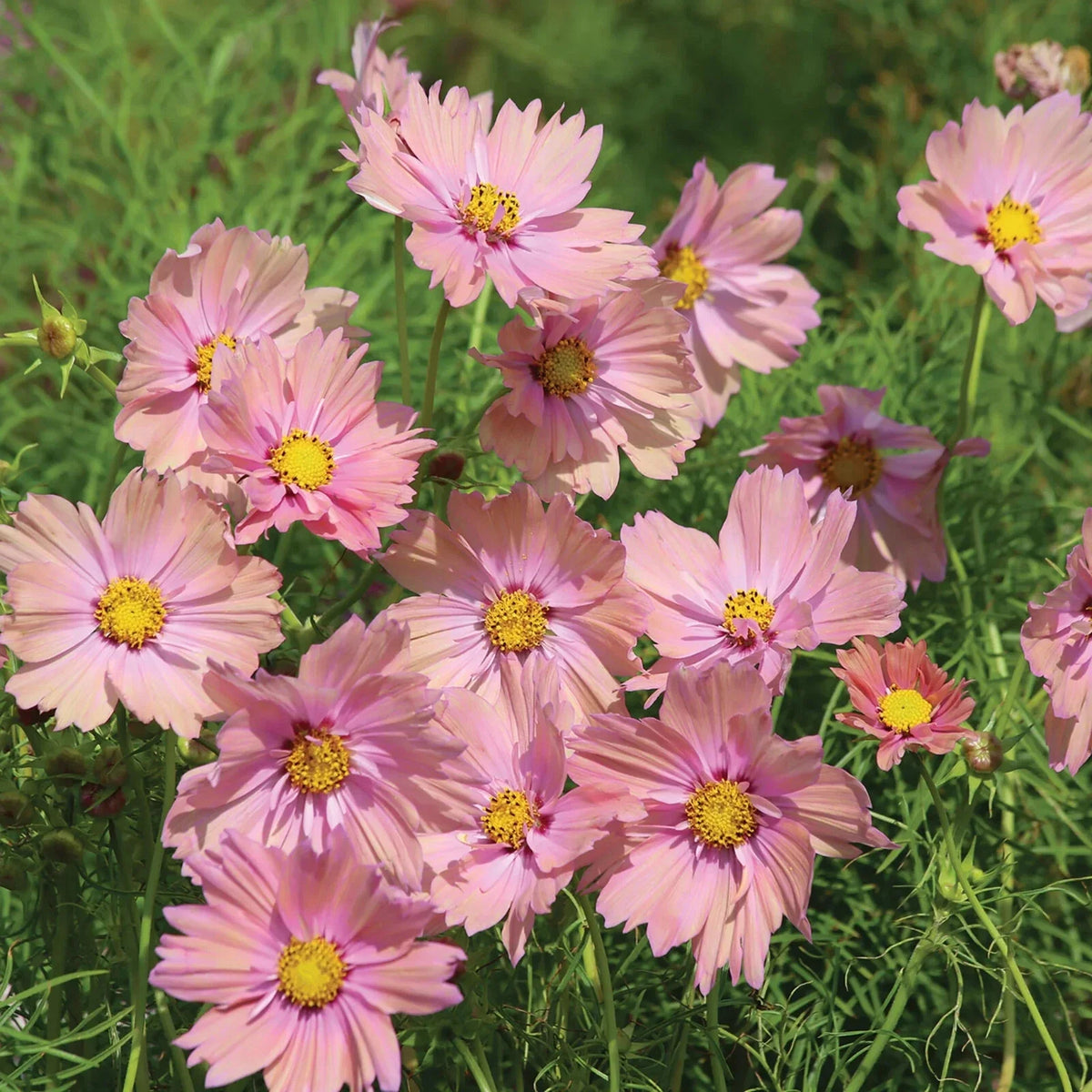 Apricotta Cosmos Seeds Pack - 200+ Bright Orange Flowers - Cosmos bipinnatus - Non-GMO Garden Seeds for Pollinators