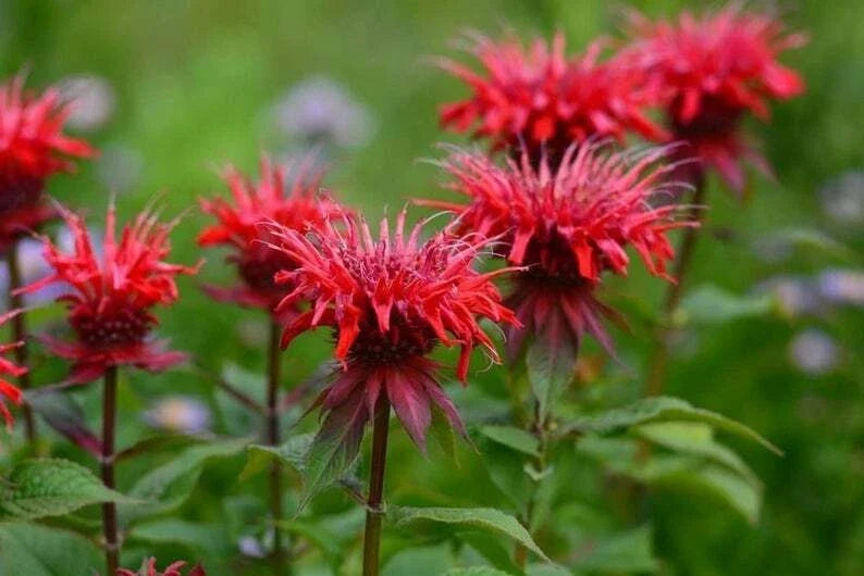 Red Bee Balm Seeds - 100 Pack - Hummingbird Flower - Monarda didyma - Attract Pollinators - Easy to Grow Perennial