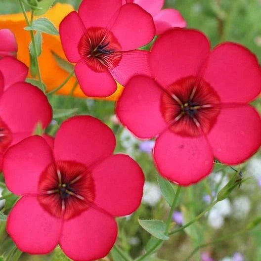 Flax Seeds 500 Non-GMO Scarlet Red Annual Wildflower for Pollinators Linum usitatissimum - Thrives in Partial Shade
