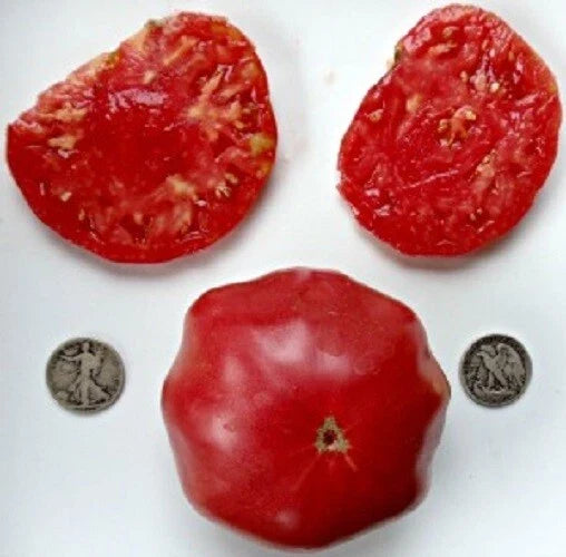 Top Ten Vegetable Seed Packets - Assorted Heirloom & Hybrid Varieties - Mrtomatohead's Favorites - Non-GMO Seeds