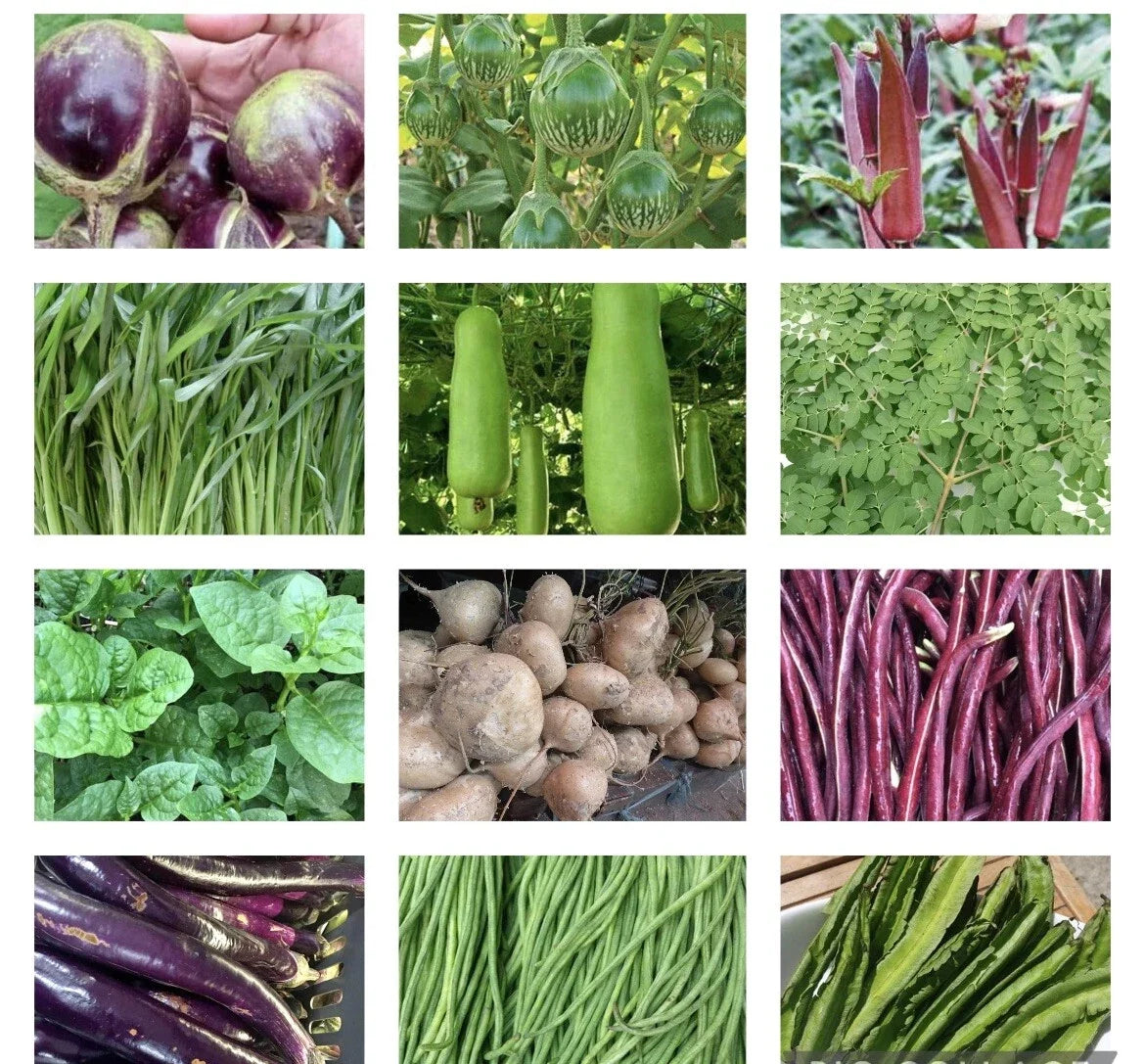 Asian Vegetable Seeds Set of 20 Packets, Non-GMO Heirloom Variety for Planting, Asian Vegetable Mix, Various