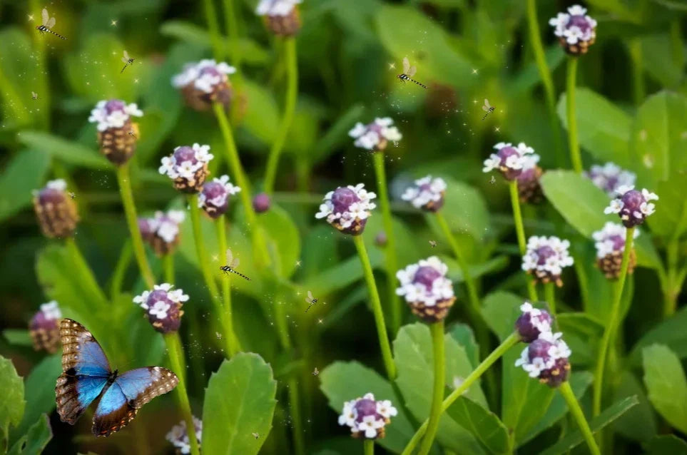 Turkey Tangle FrogFruit Seeds - 600+ Seeds, Drought-Tolerant Ground Cover, Phyla nodiflora