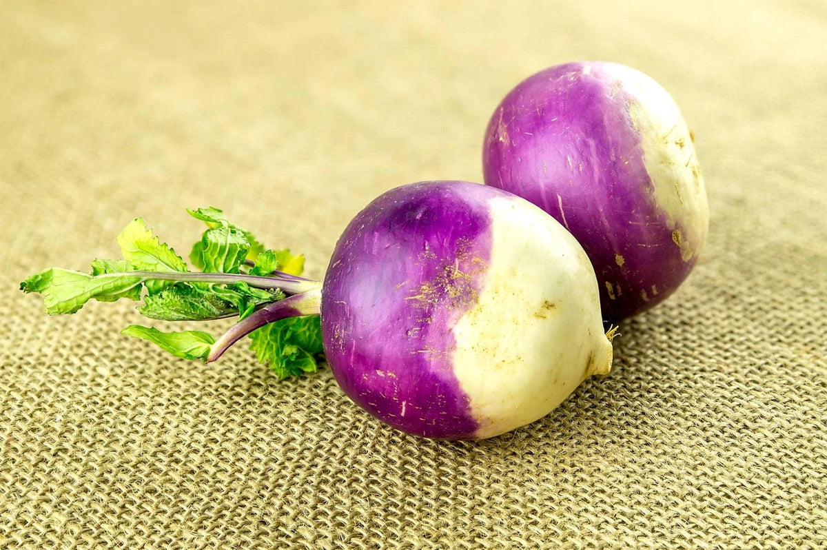 American Purple Top Rutabaga Seeds - Organic Non-GMO Brassica napus for Home Gardening - 100 Seeds Packet