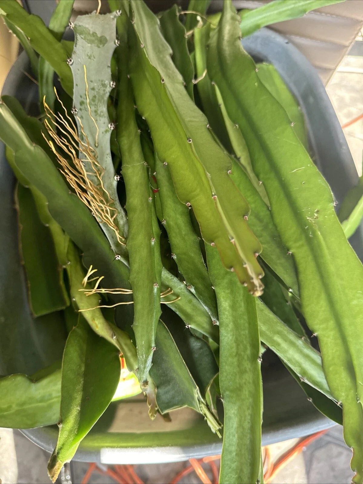 Dragon Fruit Cuttings - 10 Pack - Hylocereus Undatus - Fresh Plant Cuttings for Home Gardening