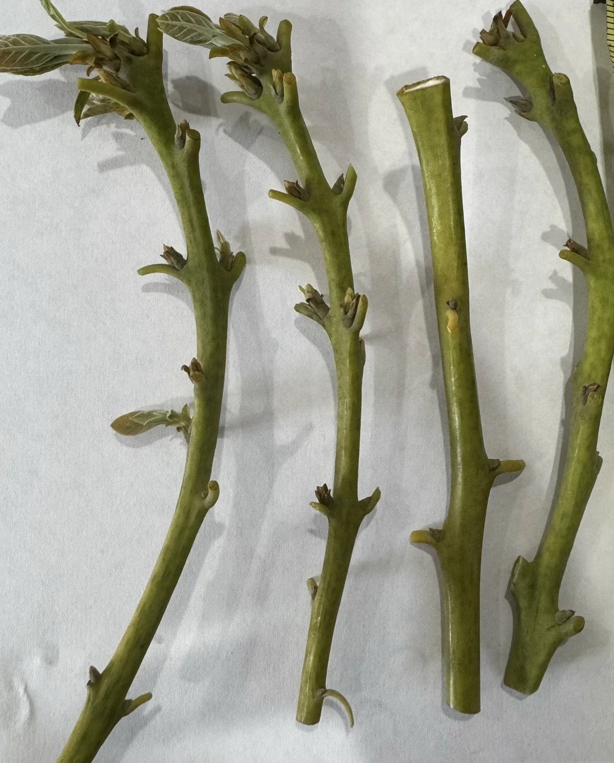 Nabal Avocado Scions for Grafting - Budwood with 2-3 Grafts - Persea americana - High-Quality Avocado Planting Material