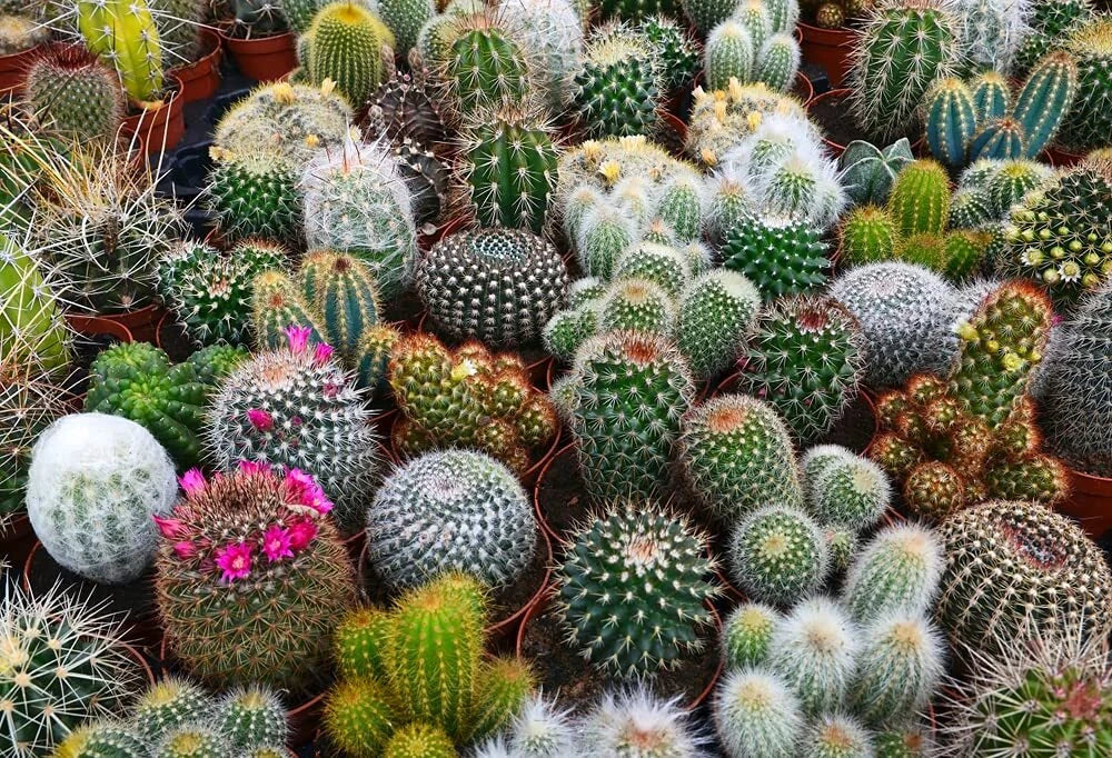 Cactus Seeds Mix - 100 Exotic Varieties - Cactaceae Family - Succulent Plants for Indoor & Outdoor Gardening