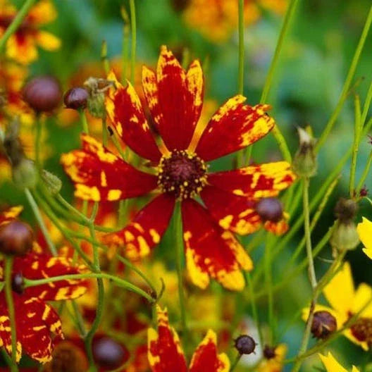 Coreopsis Seeds 200 Pack - Dwarf Radiant Tiger Flower - Non-GMO, Deer Resistant (Coreopsis radiata) for Vibrant Summer Blooms