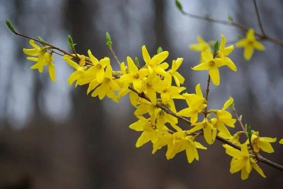 Forsythia Cuttings 6-8" Unrooted 12 Pack - Forsythia spp. for Gardening & Landscaping