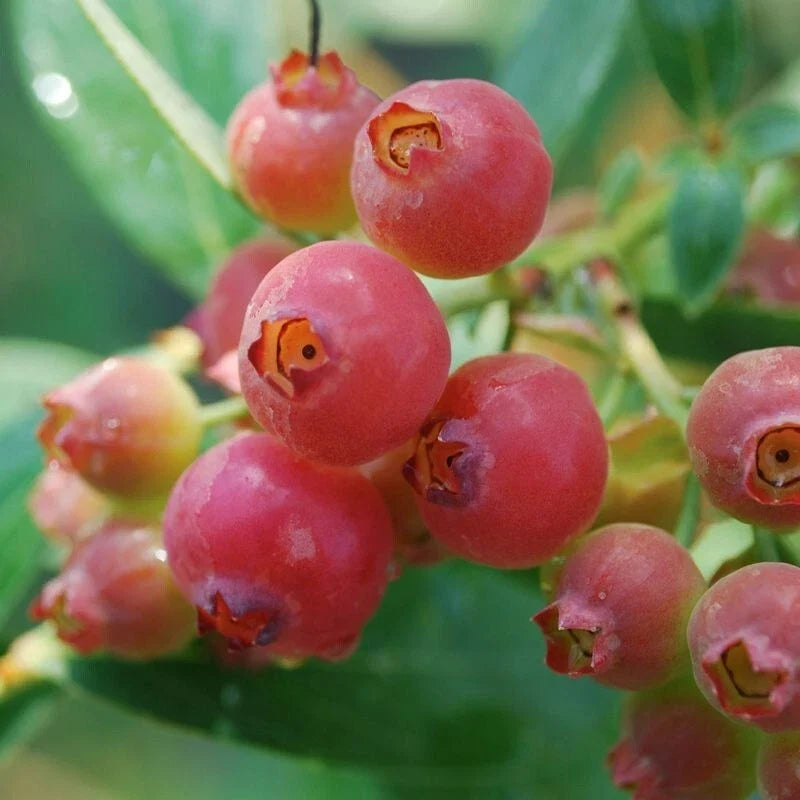 Rooted Pink Lemonade Blueberry Plant - Self-Pollinating, Vaccinium corymbosum 'Pink Lemonade', Zones 5-8, Unique Pink Foliage