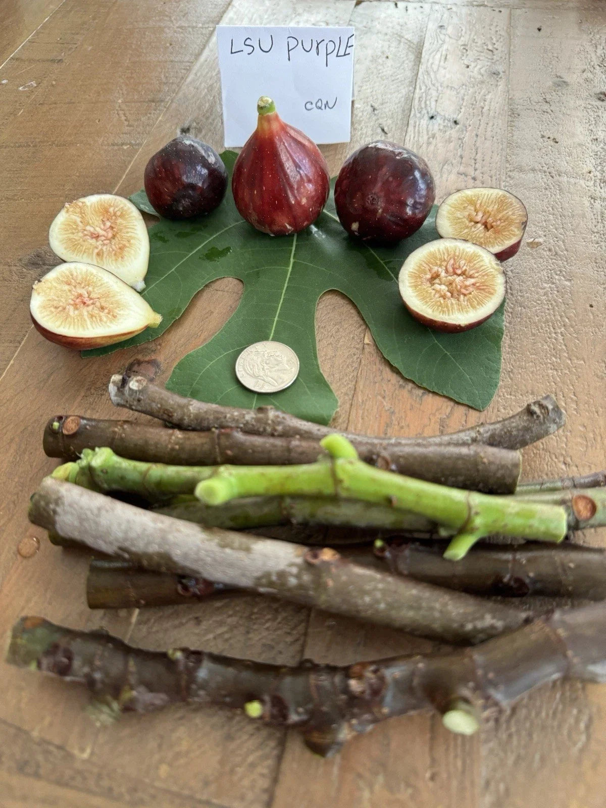 LSU Purple Fig Cuttings - 4 Pack for Planting - Ficus carica 'LSU Purple' - Sweet Flavorful Figs for Home Garden