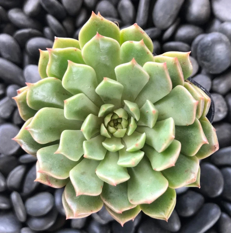 Graptoveria Olivia Succulent Plant 2 Inch - Echeveria Hybrid Live Indoor Decor, Drought-Tolerant Houseplant