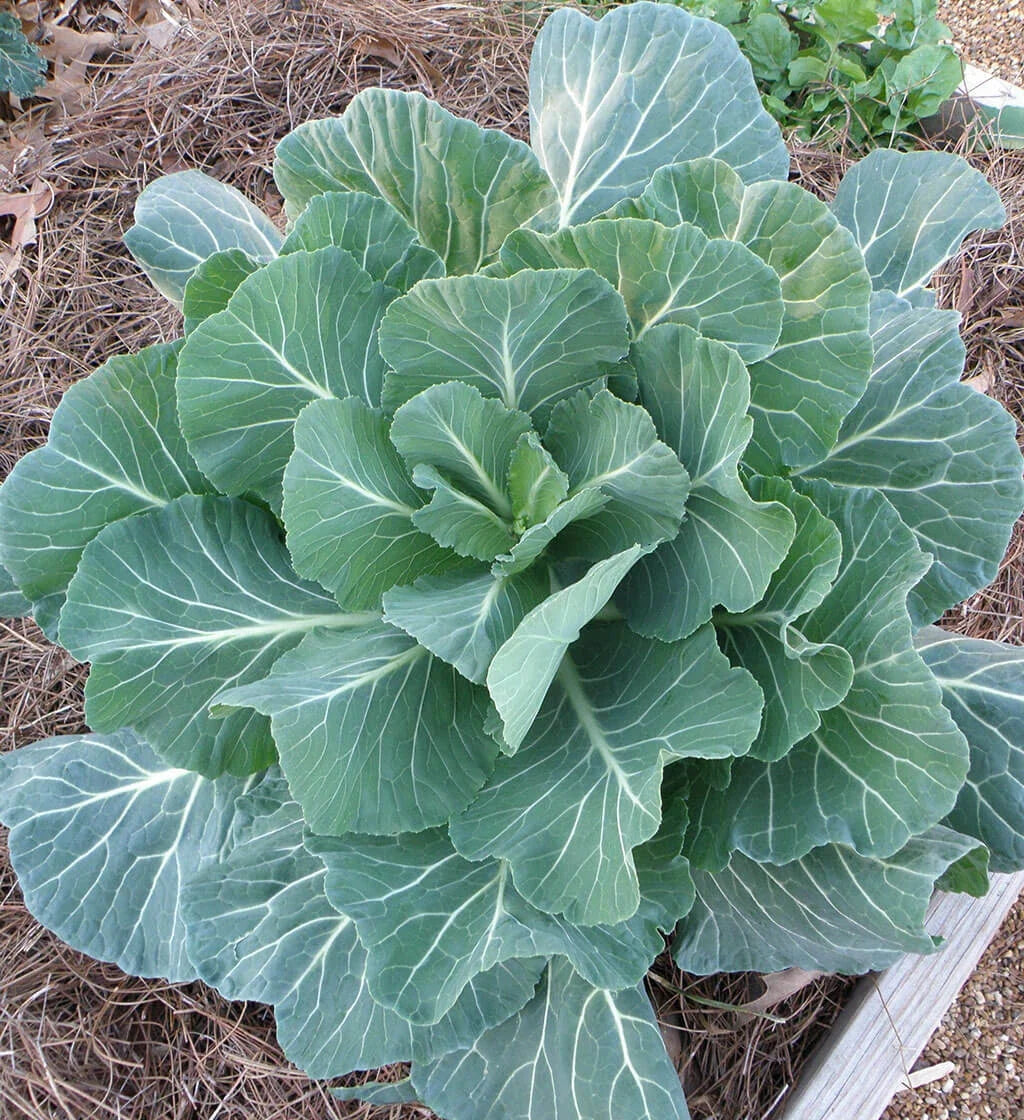 Collard Seeds Packet - Georgia Collard Variety - Non-GMO Brassica oleracea - Fresh Seeds for Vegetable Garden