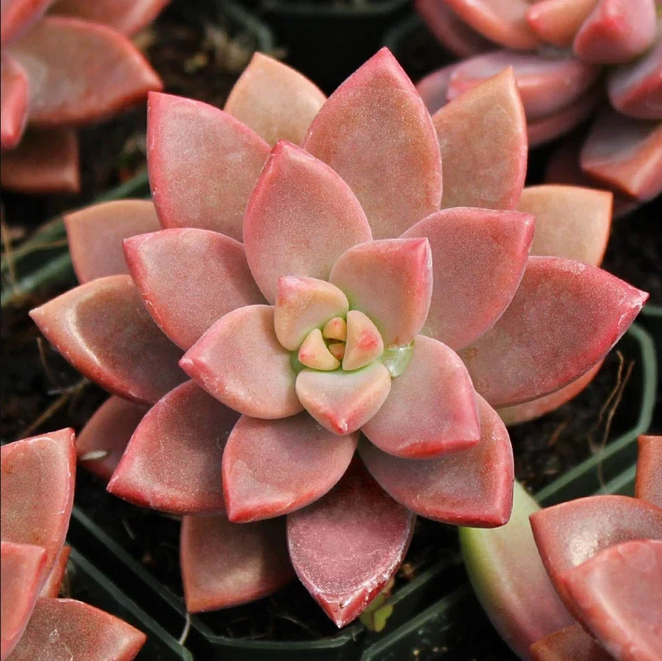 Graptosedum 'Alpenglow' Succulent Live Plant 4" Bare Root - Drought Tolerant, Easy Care, Vibrant Colors, Graptosedum paraguayense x Sedum dasyphyllum