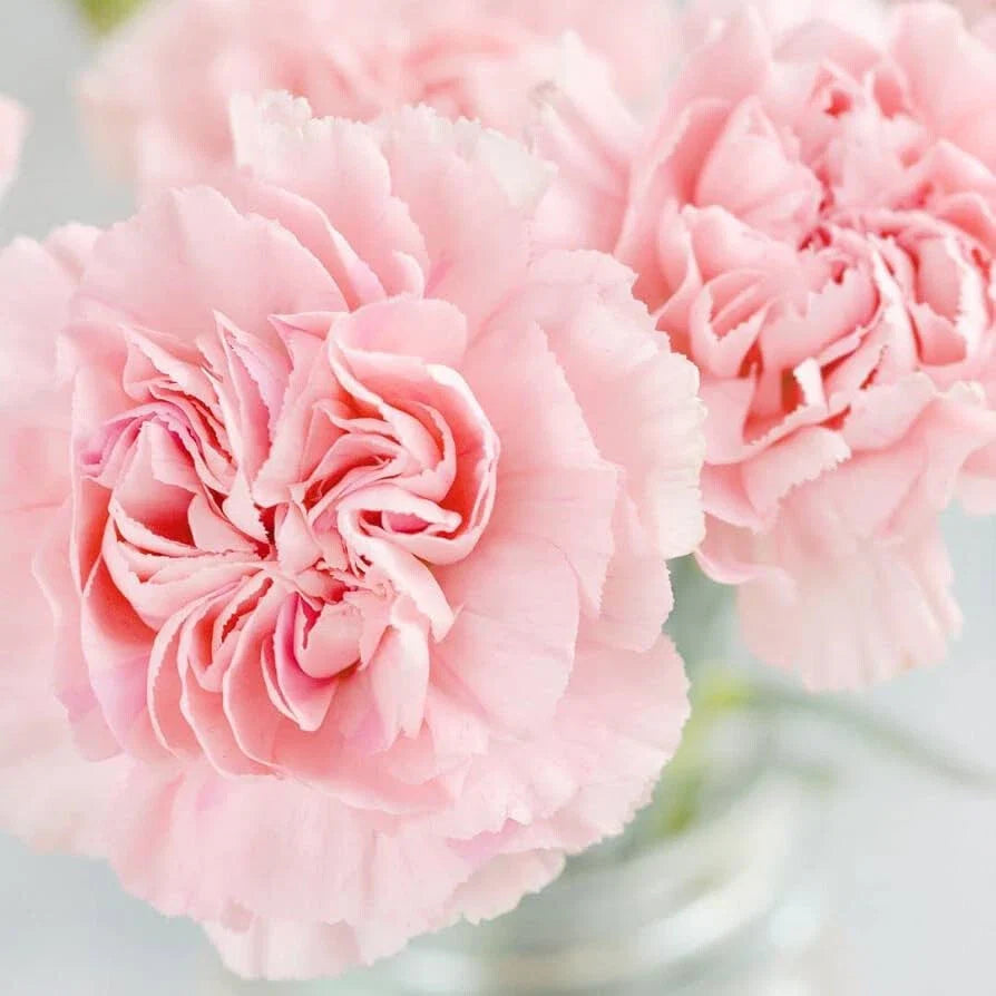 La France Carnation Seeds | Pink Non-GMO Flower Seeds | Dianthus caryophyllus 'La France' | Ideal for Gardens and Borders