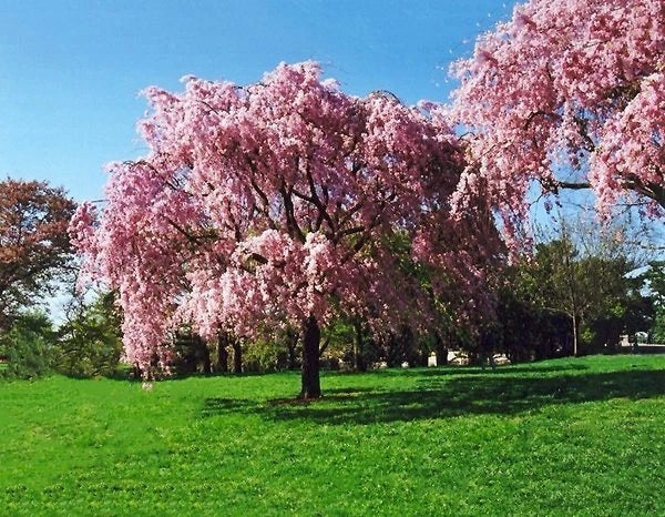 Live Japanese Pink Weeping Cherry Tree - Strong Rooted Plant - Prunus serrulata 'Shidare Yoshino' - Cascading Branches & Pink Blossoms