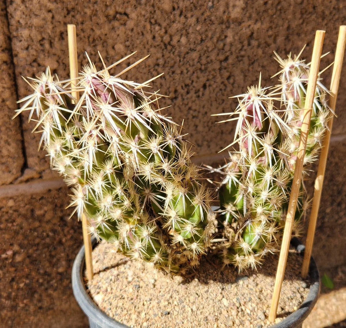Club Cholla Cactus Cutting - Live Segment - Grusonia Clavata - Drought-Tolerant Desert Succulent for Indoor/Outdoor Gardens