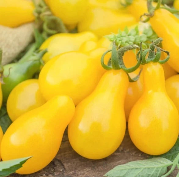 Yellow Pear Cherry Tomato Seeds - 100+ Non-GMO Indeterminate - Solanum lycopersicum - Sweet Garden Vegetables