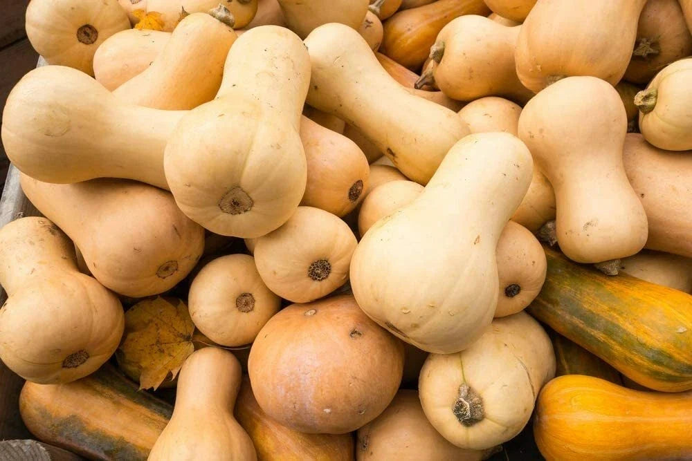 Butternut Squash Seeds - 10 Pack - Winter Squash - Cucurbita moschata - Sweet Flavor, Ideal for Gardens