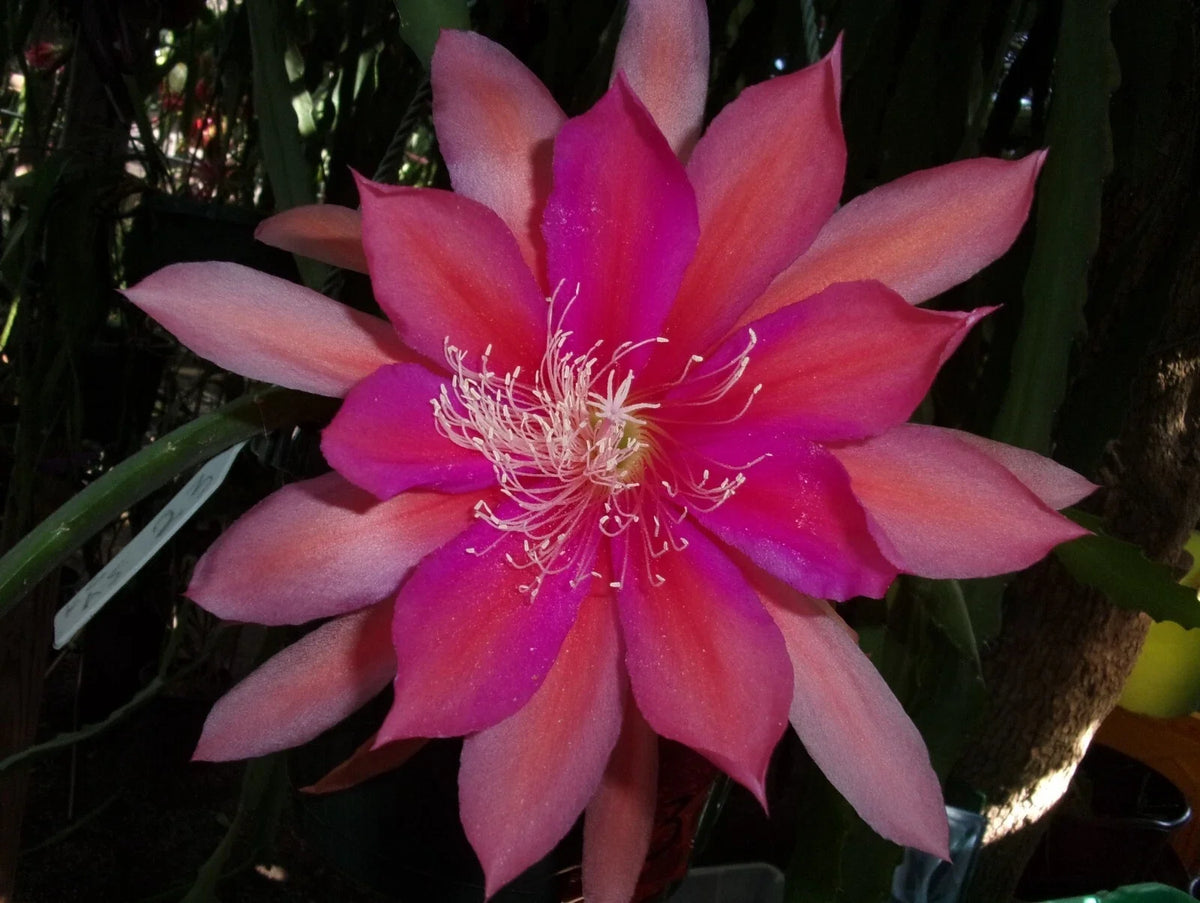 Epiphyllum Orchid Cactus Cutting - 6-8 Inch Royal Rose - Epiphyllum oxypetalum - Easy Care Indoor Plant for Propagation