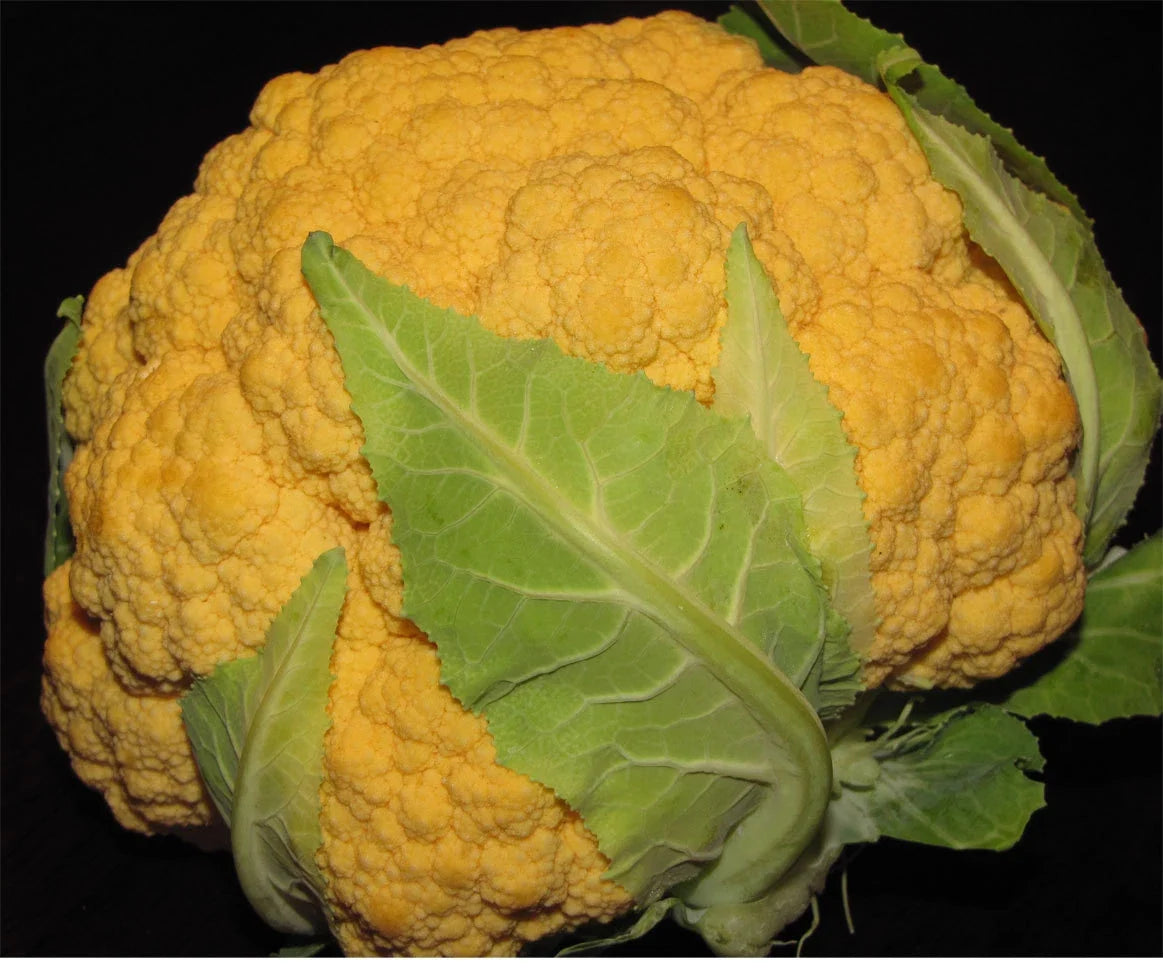 Cheddar Cauliflower Seeds - 25+ Fresh Seeds - Brassica oleracea var. botrytis - Vibrant Orange Color for Home Garden